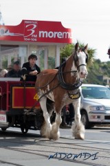 One of our lovely Douglas Horse Trams on the Isle of Man