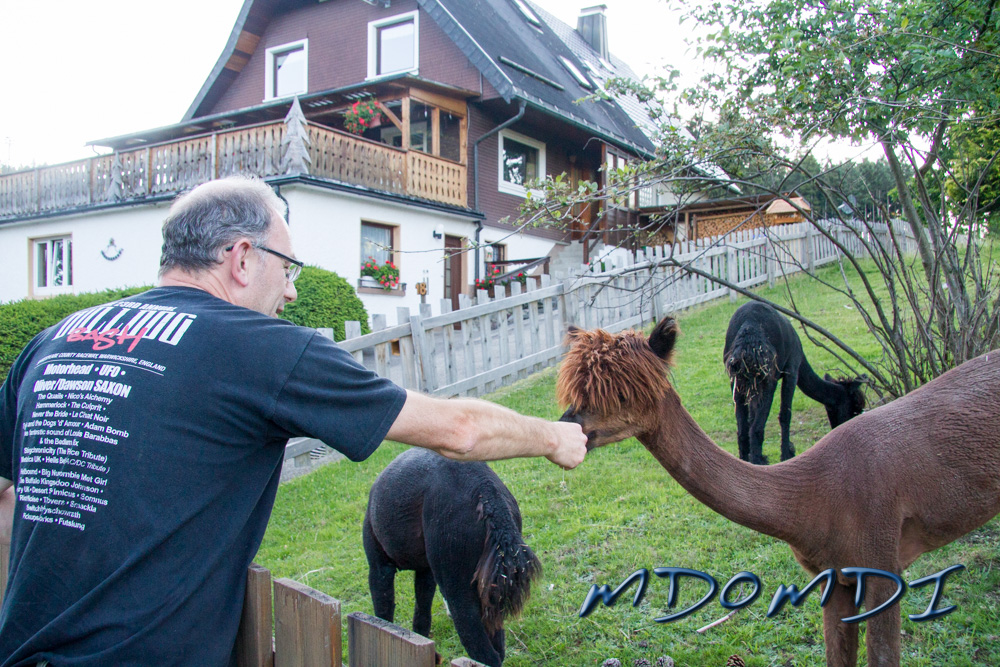Mike (MD0VMD) saying hello to some big hairy sheep!