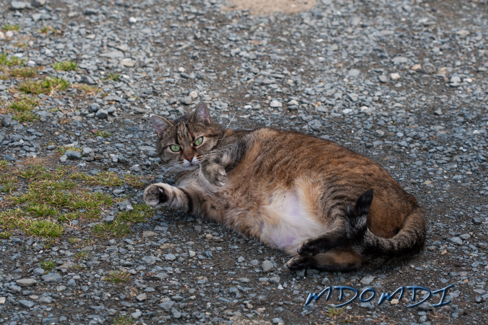 Pueppi relaxing in the sun after a hard day sleeping or whatever cats do.