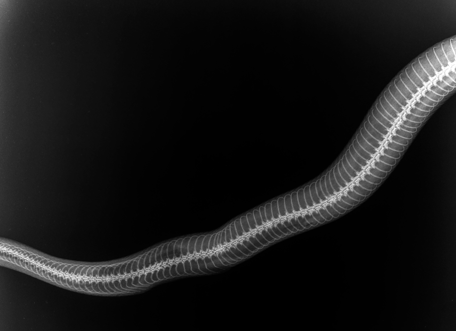 X-Ray of Beau's Abdomen 12-06-2024 - 001